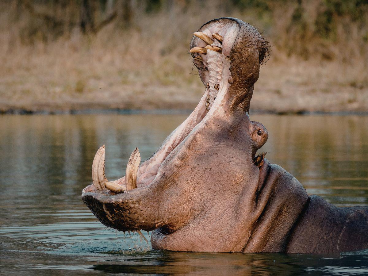 Hijo de Pablo Escobar rompe el silencio: ¿qué pasó en la Hacienda Nápoles?