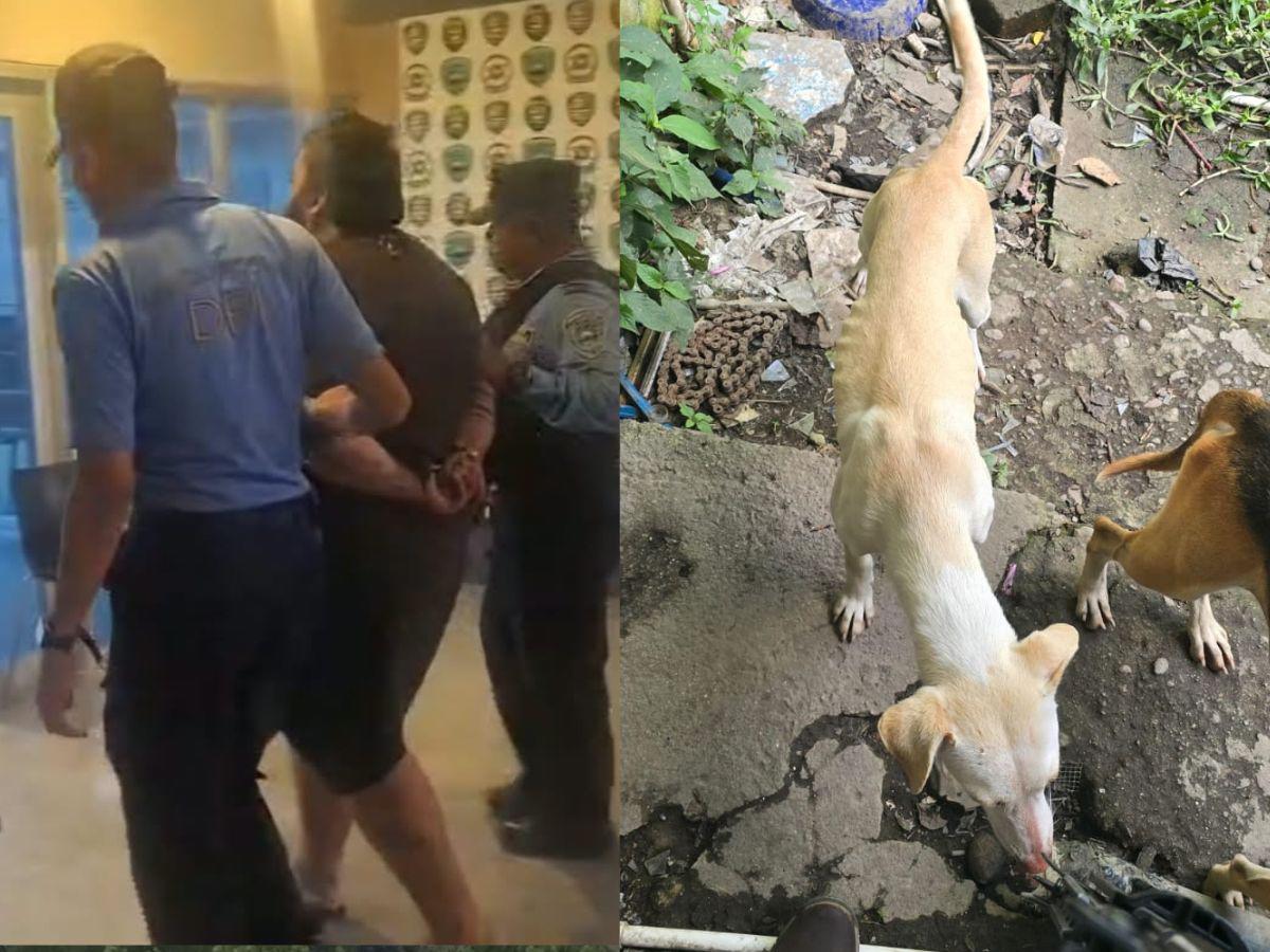 Siniestro: hallan restos de perros en casa de vendedor de tacos mexicanos en Siguatepeque