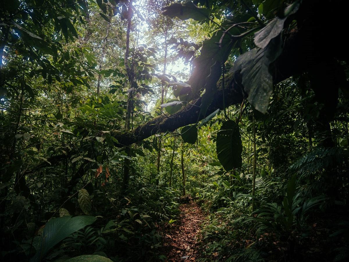 El Corredor Biológico Guajiquiro-Jilguero cuenta con mamíferos grandes y aves emblemáticas.