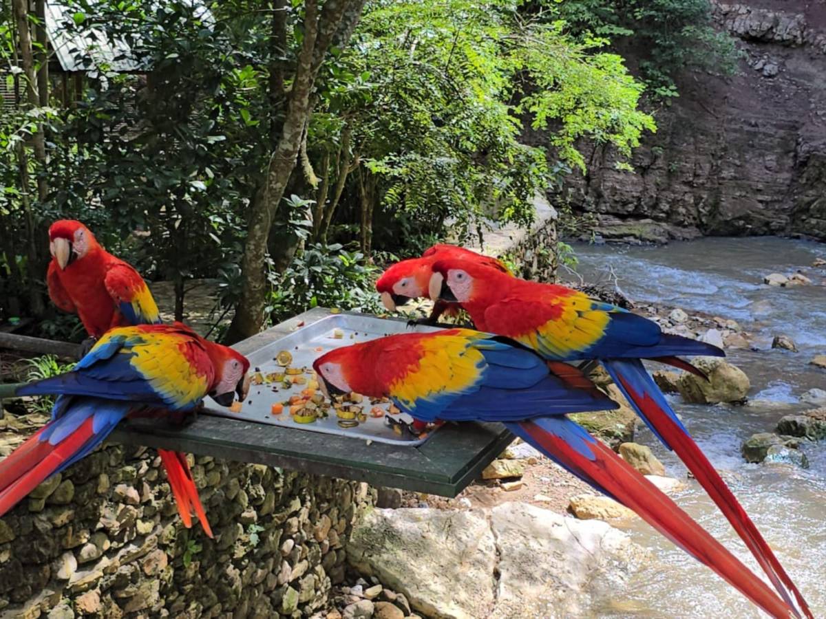 Del huevo al vuelo: el viaje de la guacamaya roja hacia la libertad