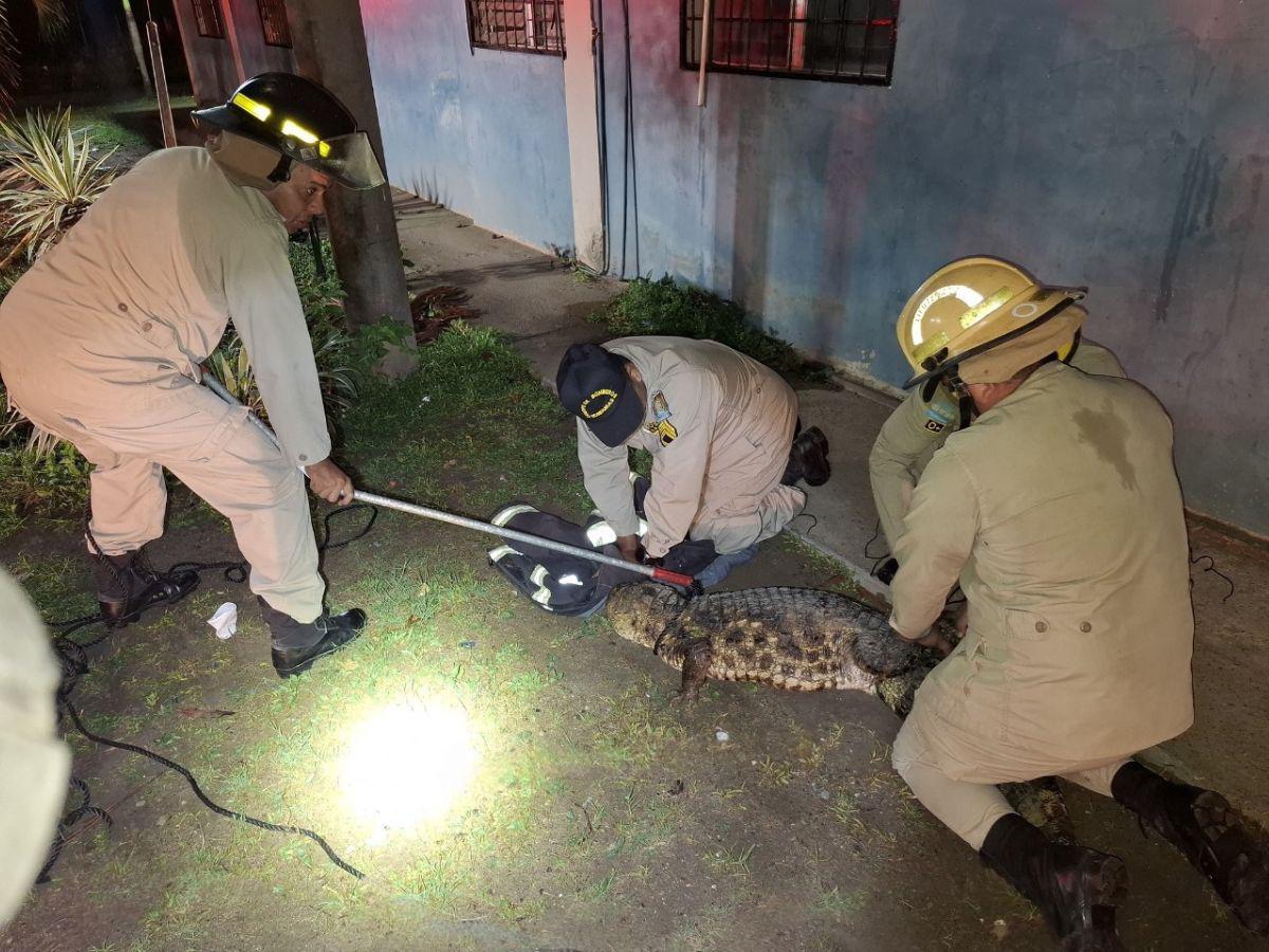 Capturan cocodrilo de casi dos metros en zona escolar de La Ceiba