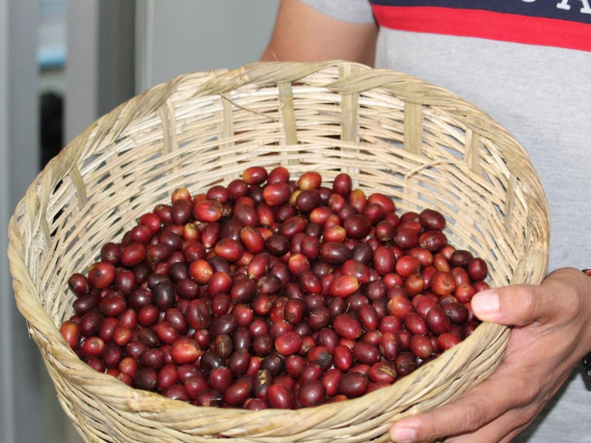 Honduras es el país que más crece en cuanto a la calidad del café con una excelencia de la taza del aromático arriba de las escalas mundiales.