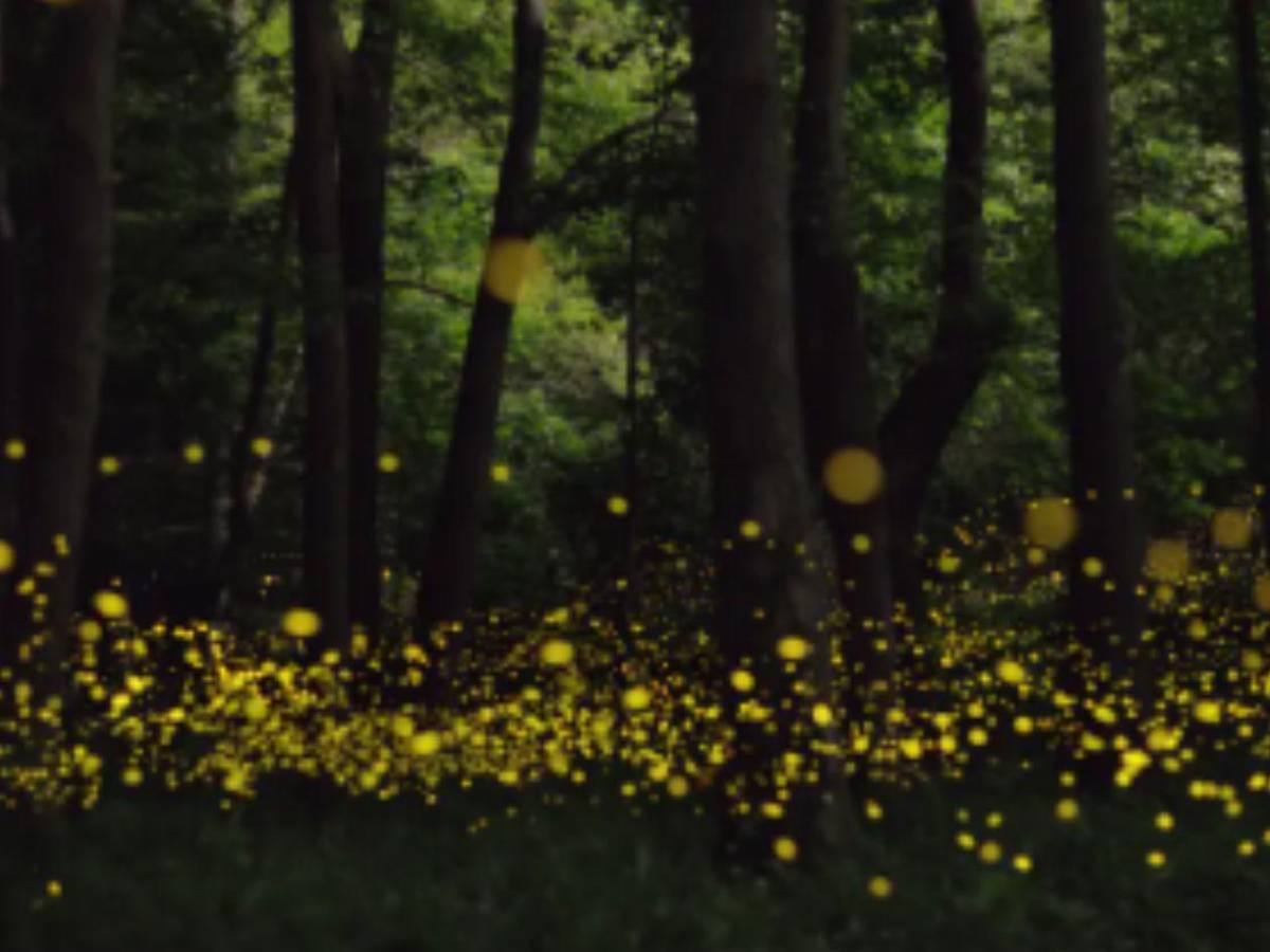 Luciérnagas al borde de la extinción: el mundo podría perder su luz