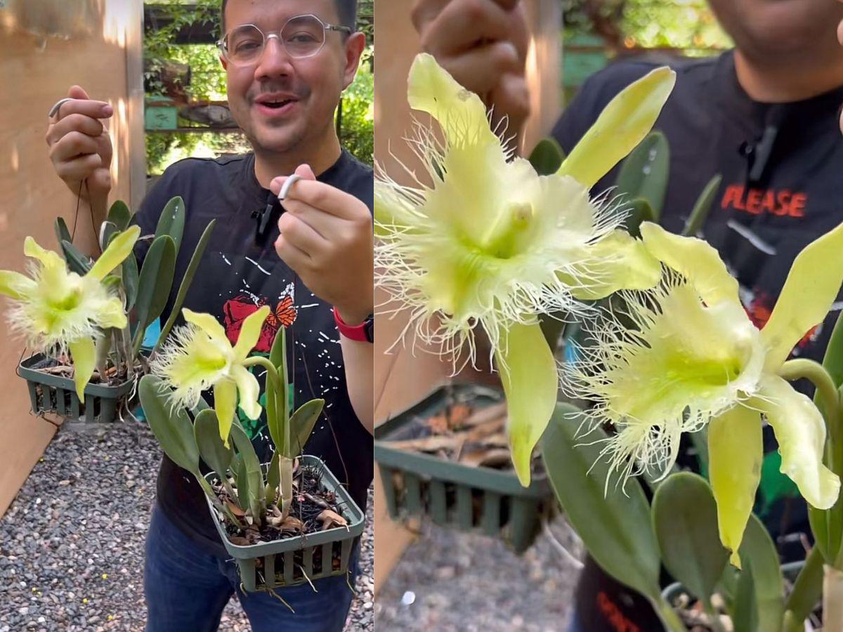 Dos orquídeas florecieron este mes de septiembre y hondureño invita a conocerlas