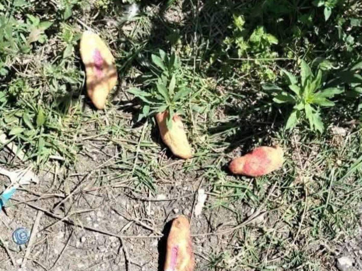 Tres niños mueren por comer pan envenenado para perros