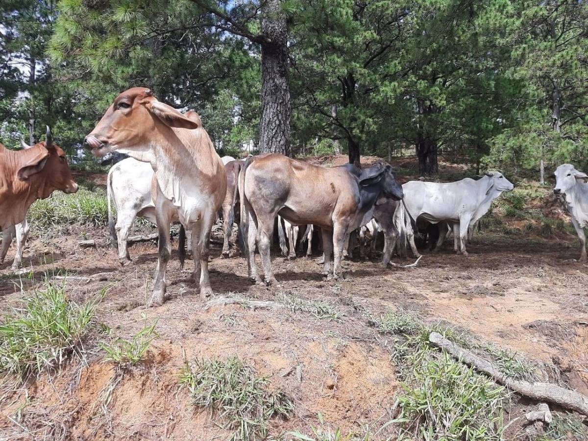 ¿El consumidor está en riesgo? Alarma por brote de rabia bovina en Gualcinse, Lempira
