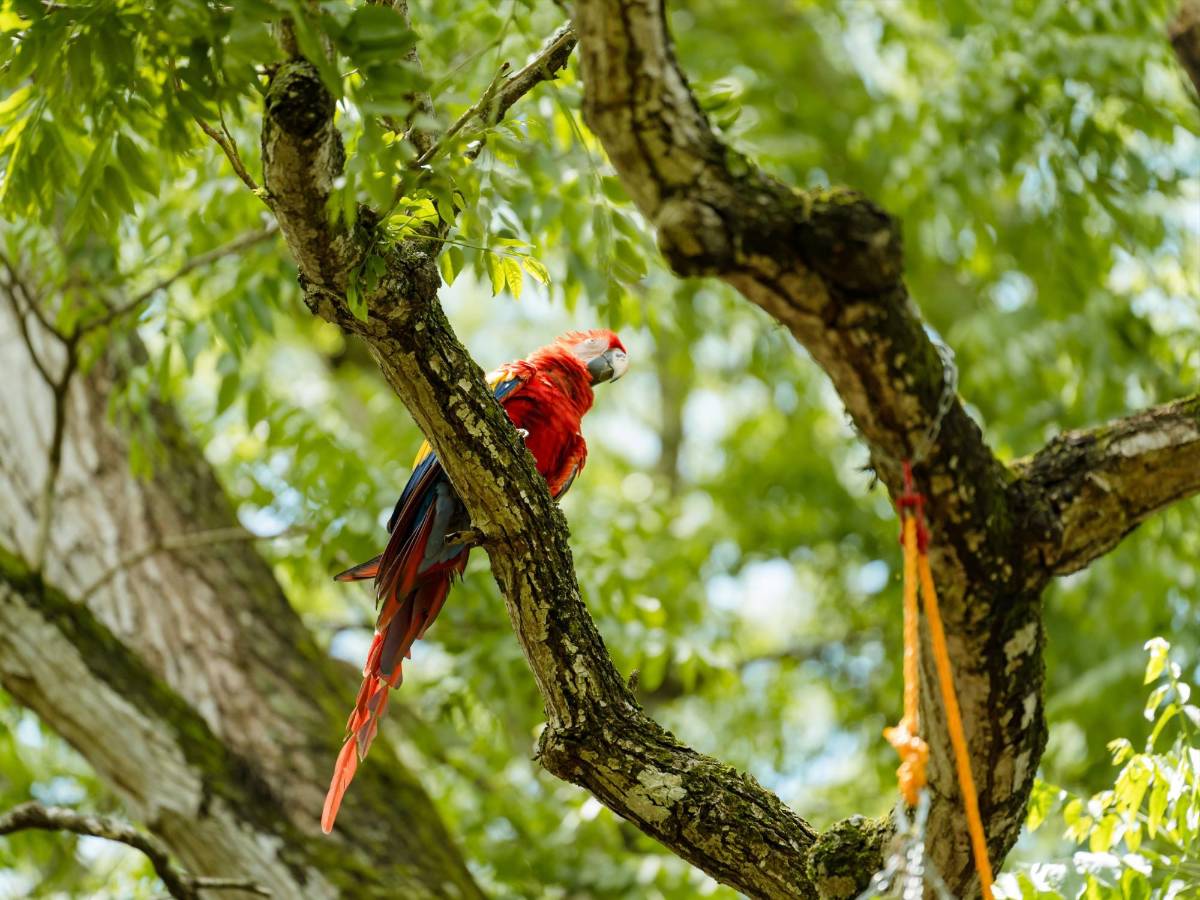 Del huevo al vuelo: el viaje de la guacamaya roja hacia la libertad