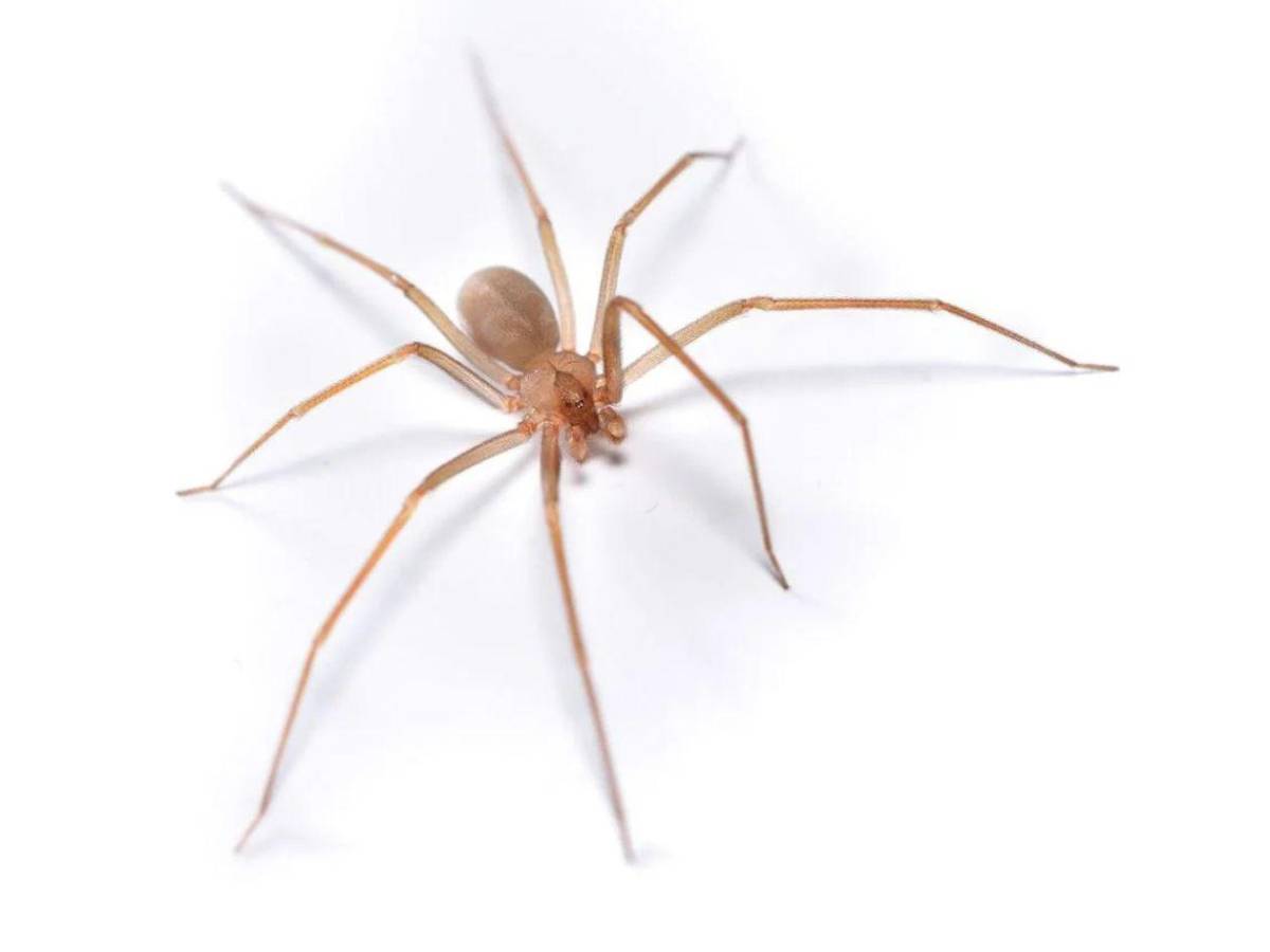 Muere María Fernanda tras mordedura de una araña violinista