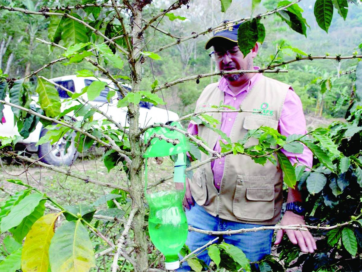 El plazo para certificar las fincas de café para cumplir con las nuevas regulaciones de la Unión Europea vence el 30 de diciembre de 2024, productores han solicitado prórroga.