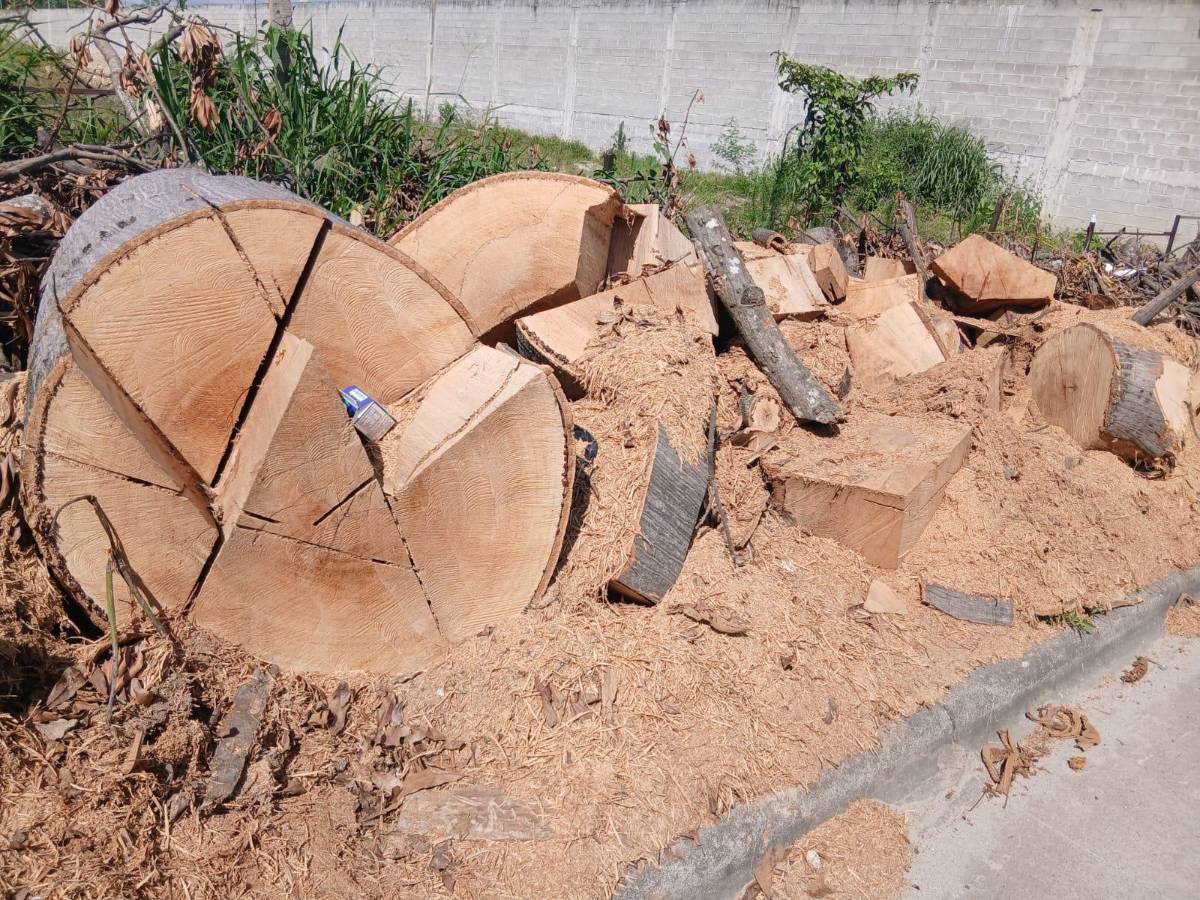 Jardines del Valle también muestra lo que las motosierras de Contreras se llevaron