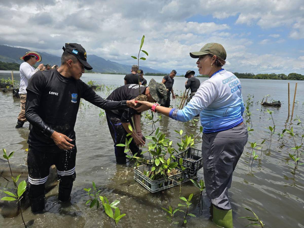 Regresa a la vida la laguna de Centeno con 37,000 mangles en Omoa