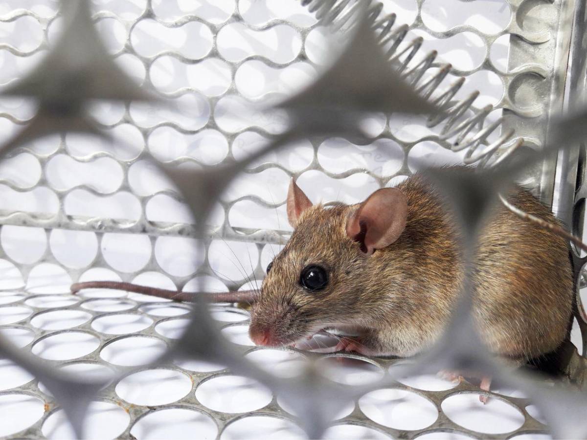 Hantavirus: aíslan a niños franceses tras contacto con un infectado