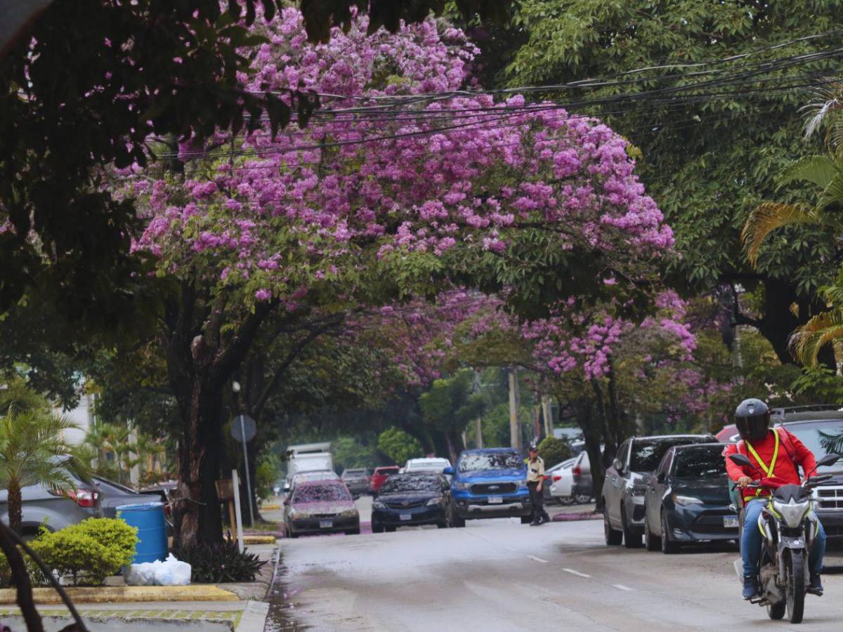 San Pedro Sula se viste de rosa con la floración de los macuelizos