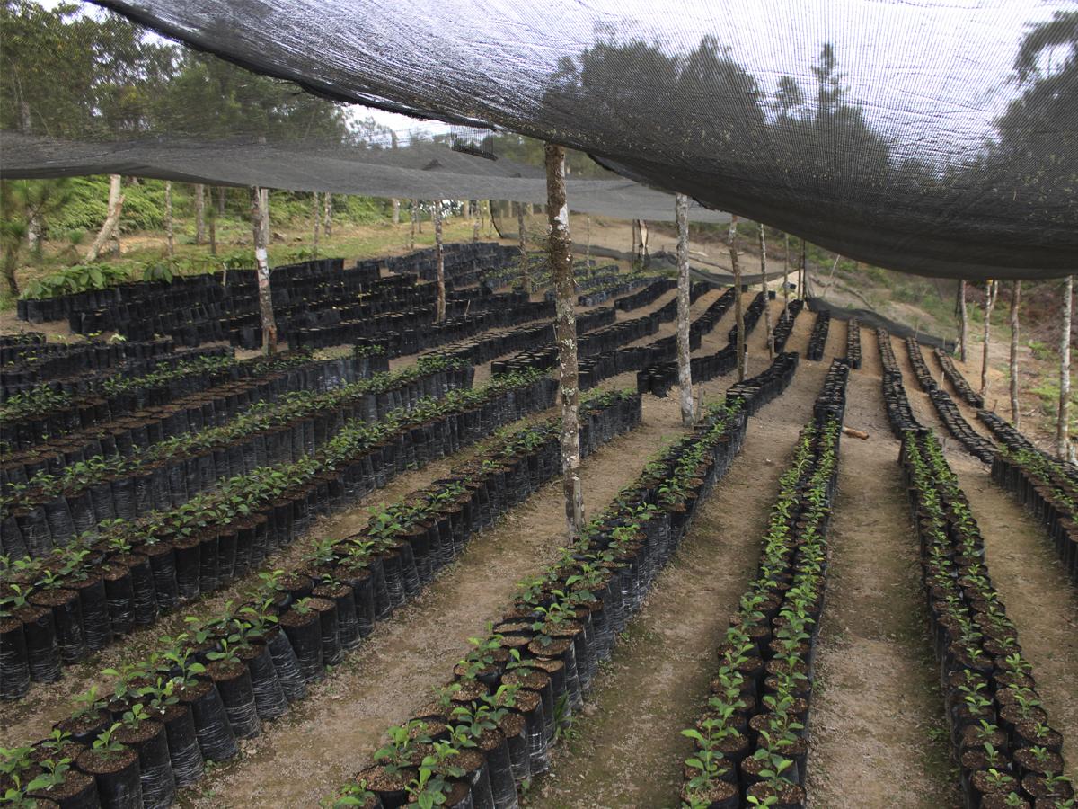 Canela, guamo, naranja agria, y aguacate son solo algunos de las variedades a las que día a día se les brinda el cuidado necesario en el lugar.