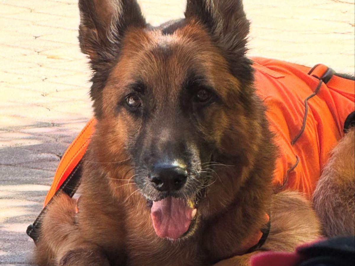 Protagonista de ‘Pedro, El Escamoso’, destrozado tras la muerte de su “hijo”