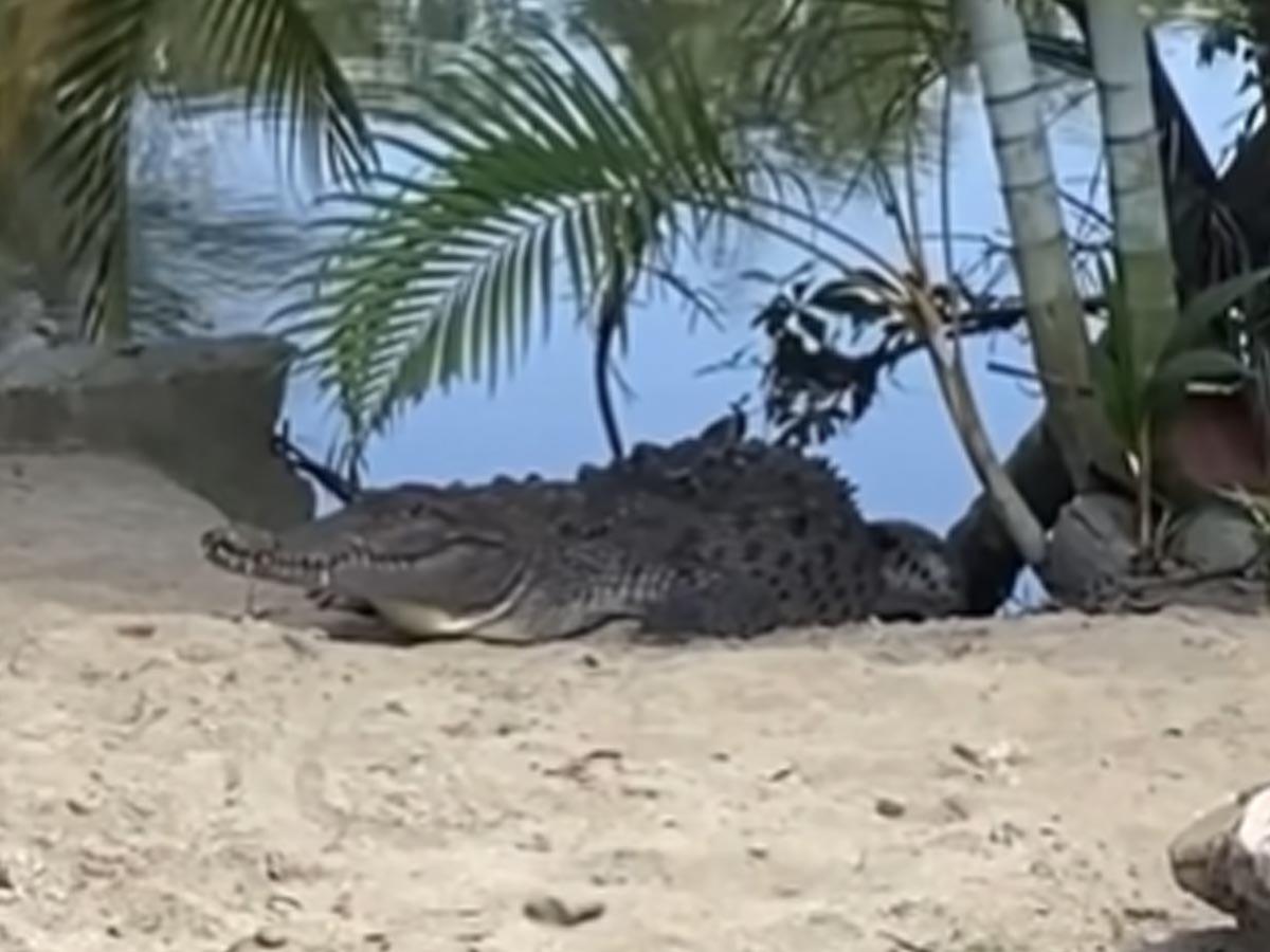Imagen del cocodrilo saliendo del agua.