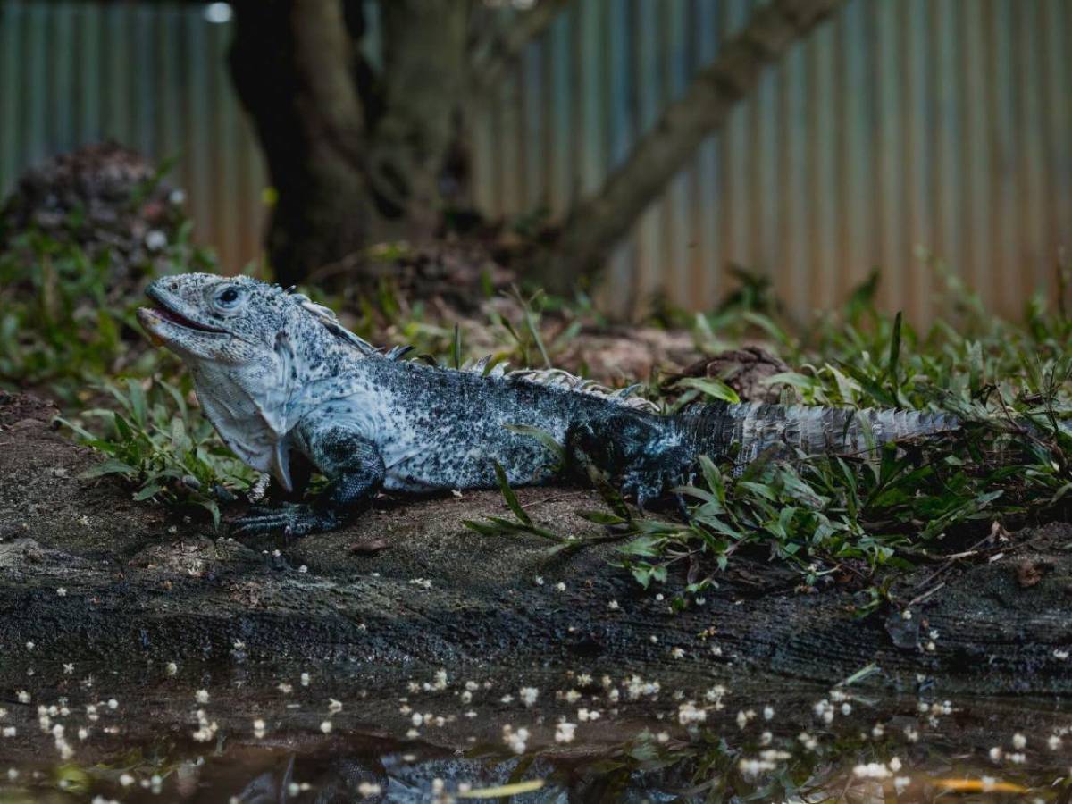 Entre nacimientos y despedidas: Útila celebra nuevas crías y llora a Swampy