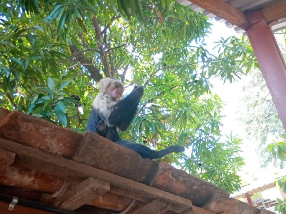 Hondureño halla a mono cepillándose los dientes en su casa