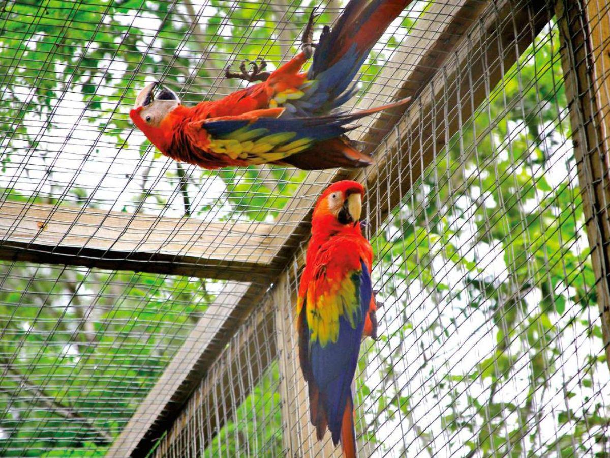 Guacamaya Fest: Actividades a realizar en el hermoso destino de Copán Ruinas