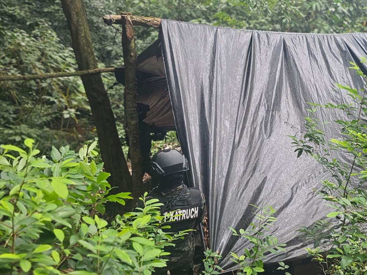 Más de 44,000 arbustos de hoja de coca y dos picaderos son asegurados en Colón