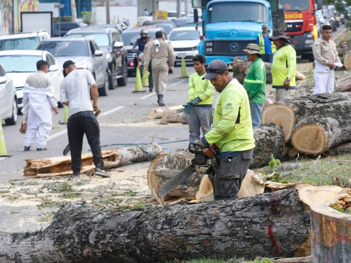 Crimen ambiental en la avenida circunvalación de San Pedro Sula