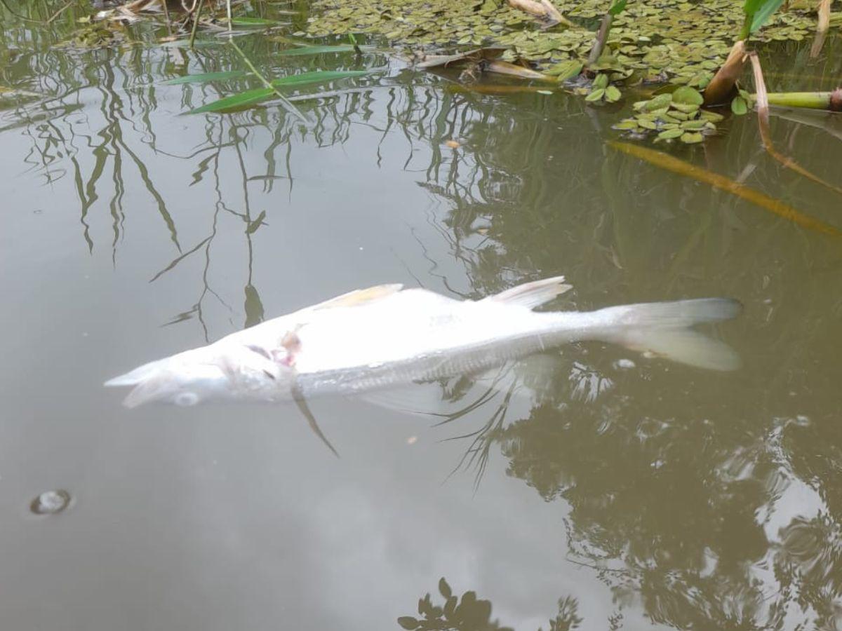 Investigan mortandad de peces en El Porvenir, Atlántida