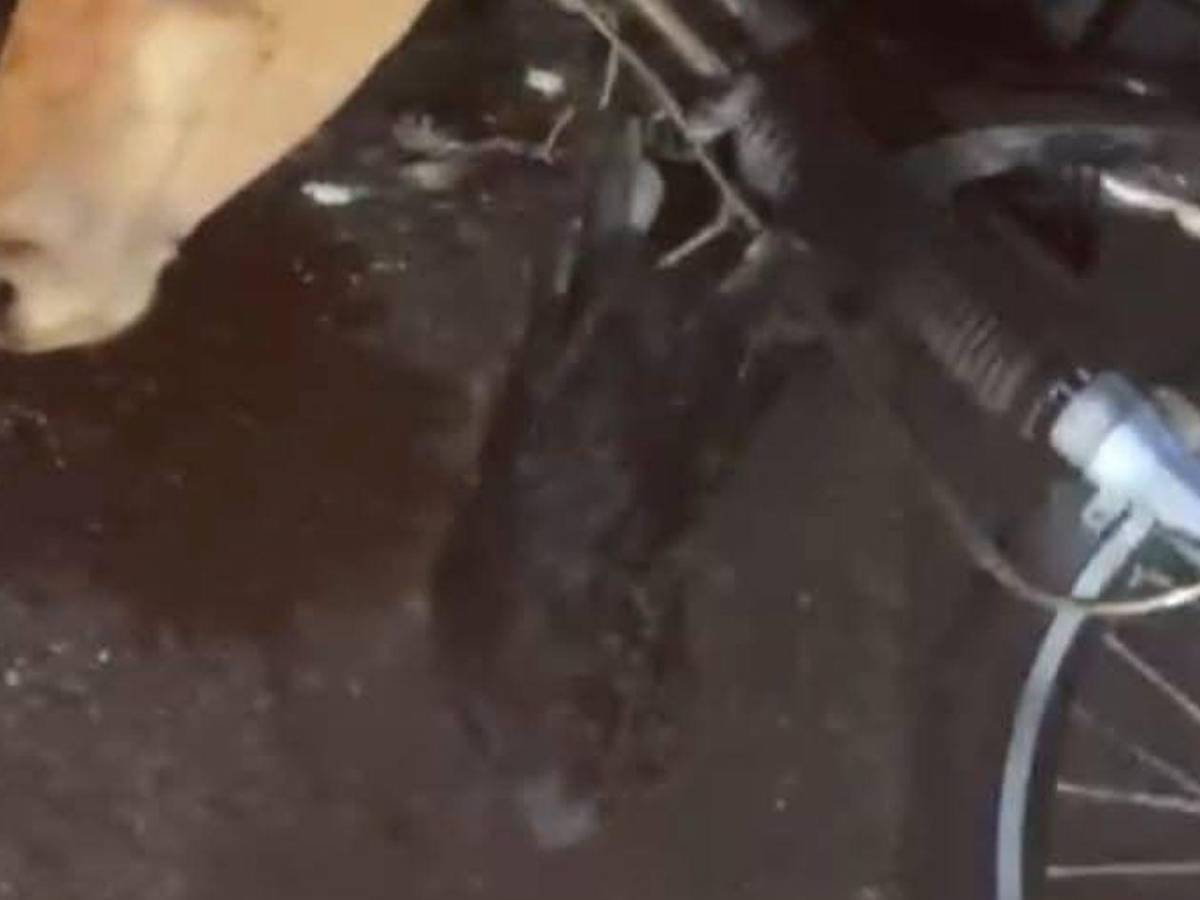 Muere Jasiel Deras al impactar su motocicleta con una vaca en Tela