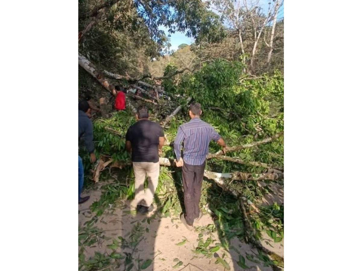 Maestro en motocicleta muere al caerle un árbol en Santa Bárbara
