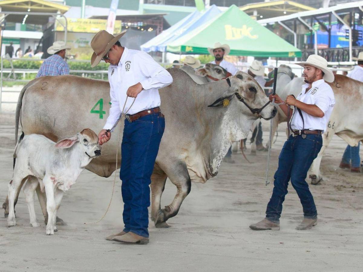 Así disfrutaron del juzgamiento de la raza Brahman en la Expo Agas 2026