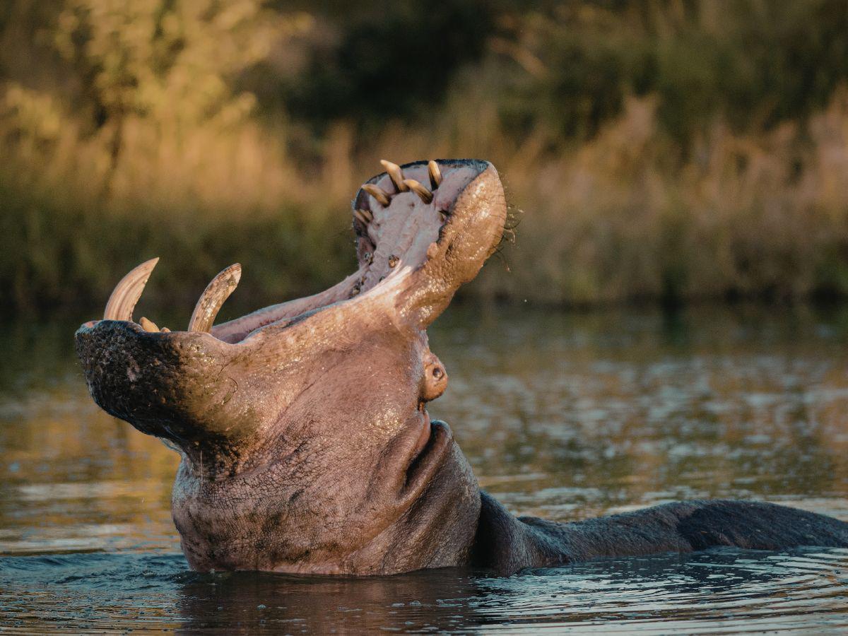Este será el triste final de los hipopótamos de Pablo Escobar