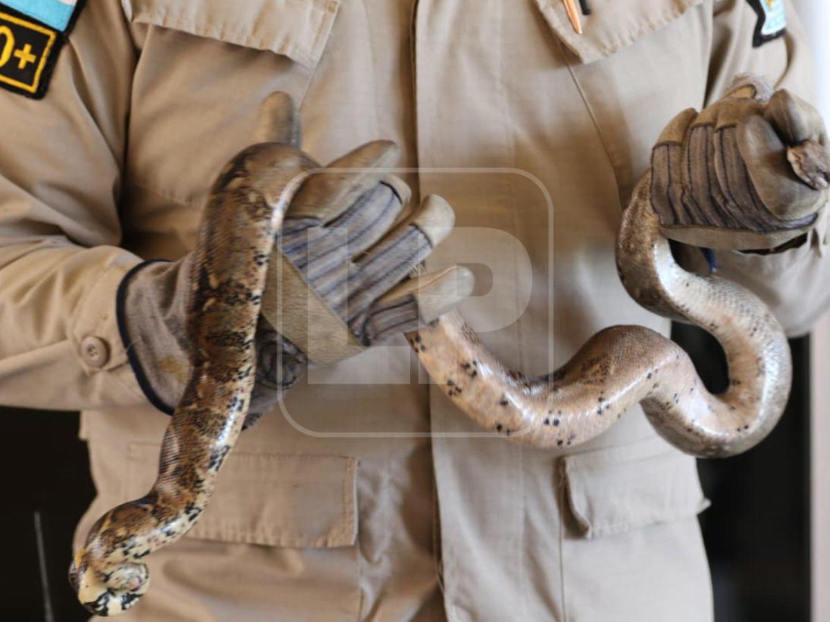 Boa hallada en la capital habría ingresado oculta en carro importado desde USA