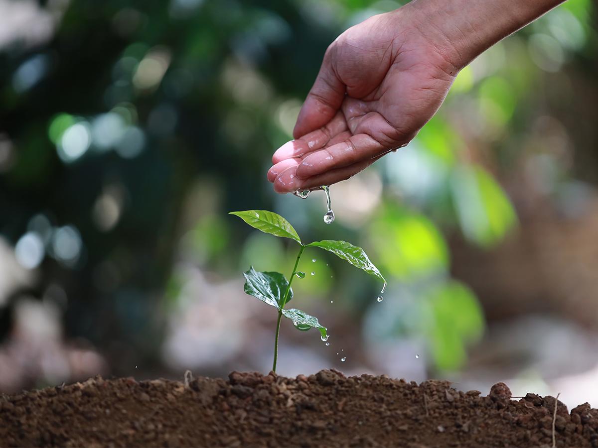 Cada grano de café se convierte en un testimonio de resiliencia en este viaje hacia la sostenibilidad cafetalera.