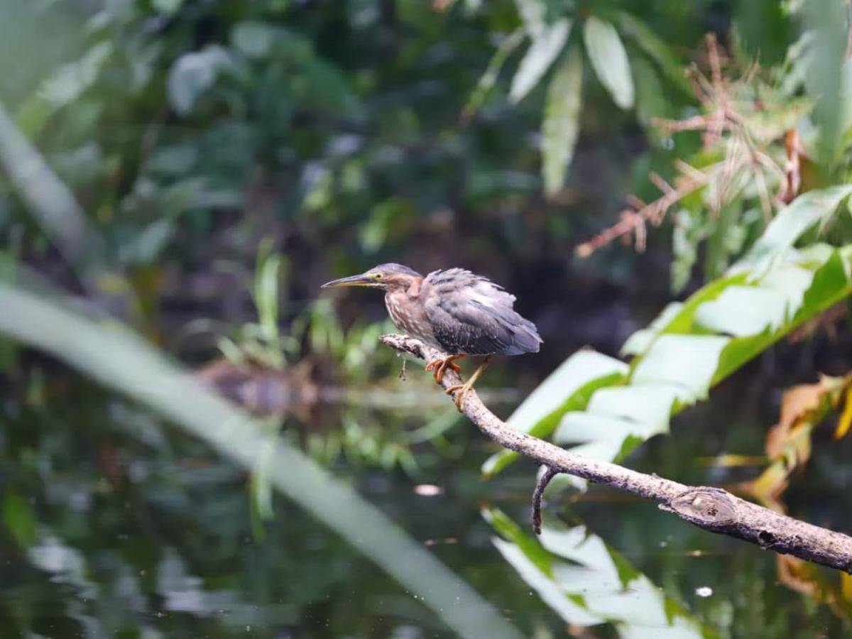 San Pedro Sula tiene su primera Reserva Natural Perpetua