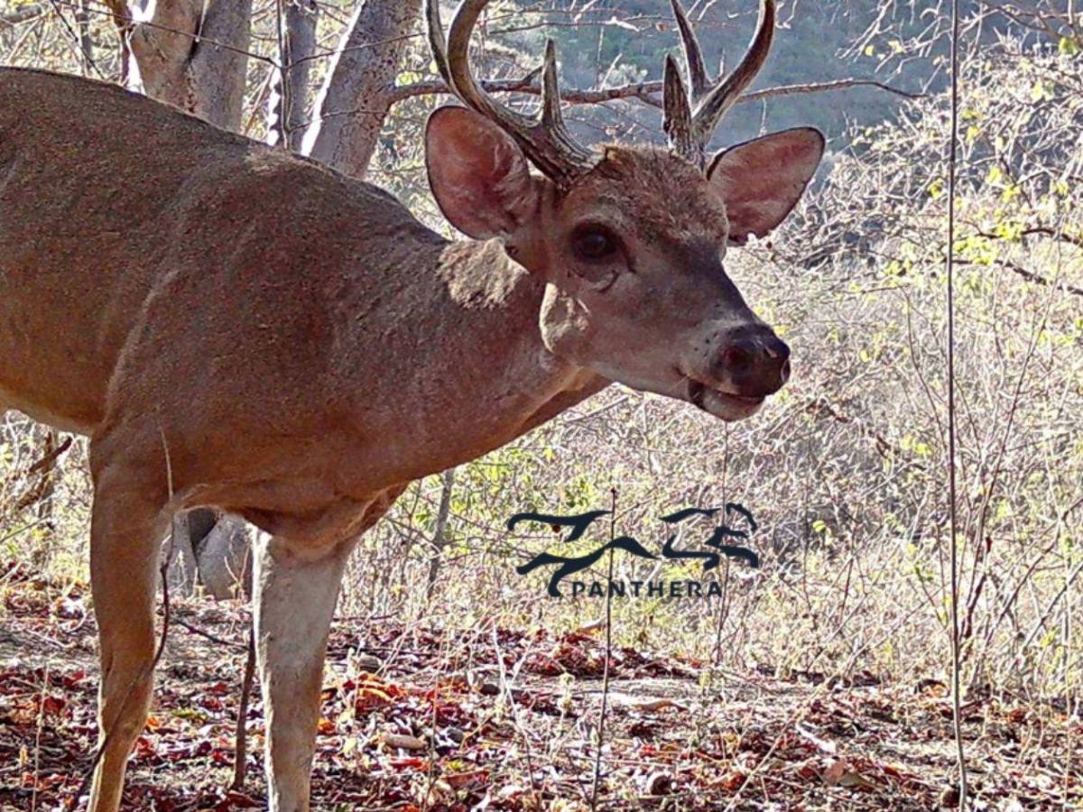Los felinos y fauna silvestre más fotogénicos de Honduras