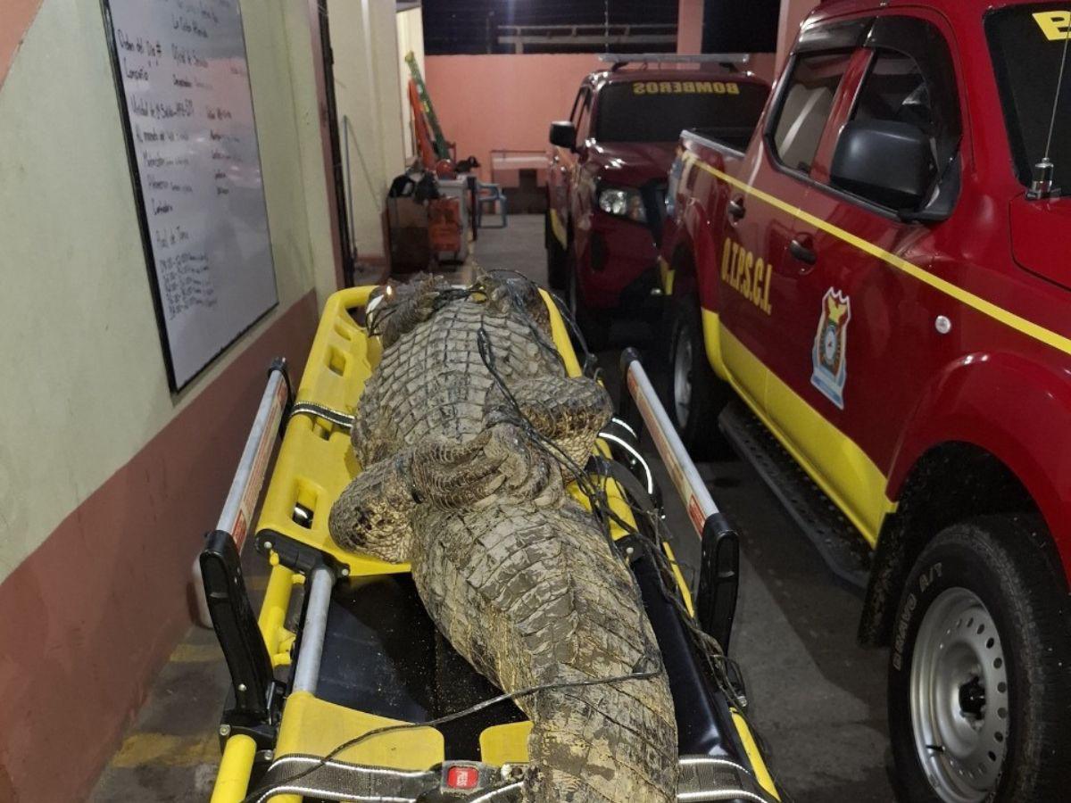 Capturan cocodrilo de casi dos metros en zona escolar de La Ceiba