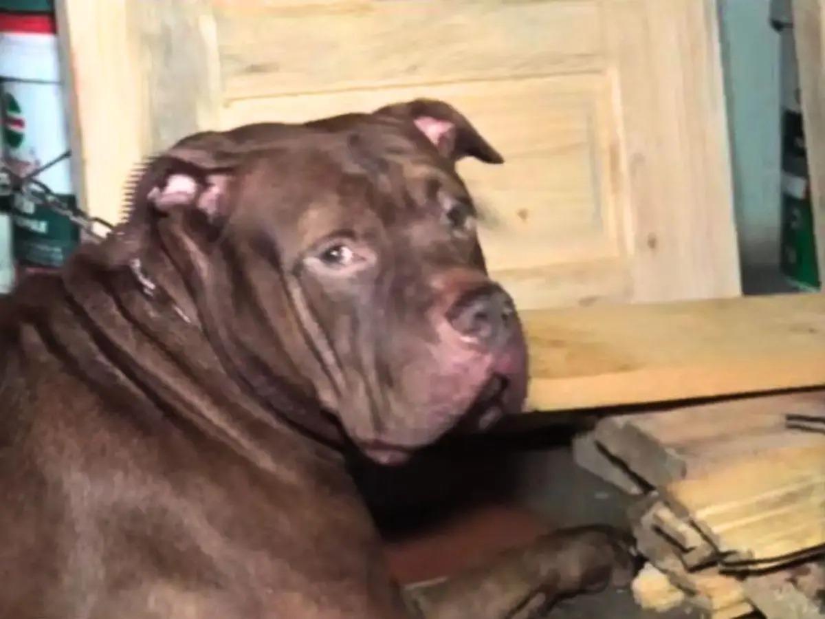 “Se escuchaban los aullidos”: vecinos relatan cómo vivía Zeus, pitbull que mató a su dueño