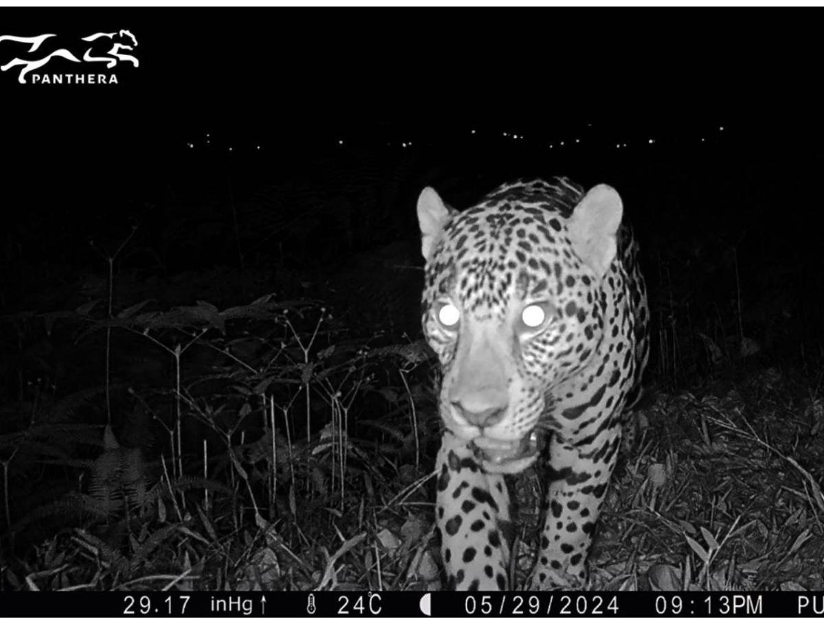 Los felinos y fauna silvestre más fotogénicos de Honduras