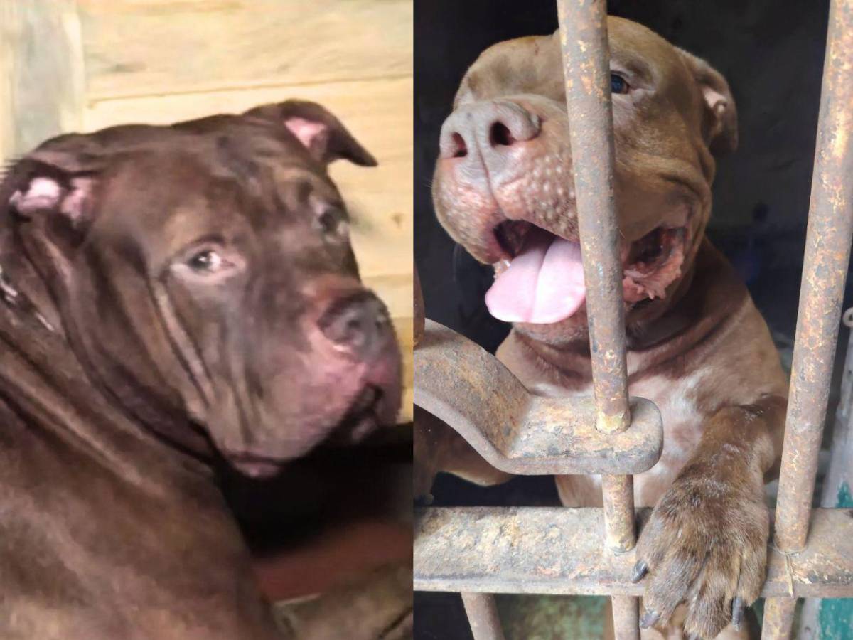 Toman determinante decisión sobre Zeus, pitbull que mató a su dueño