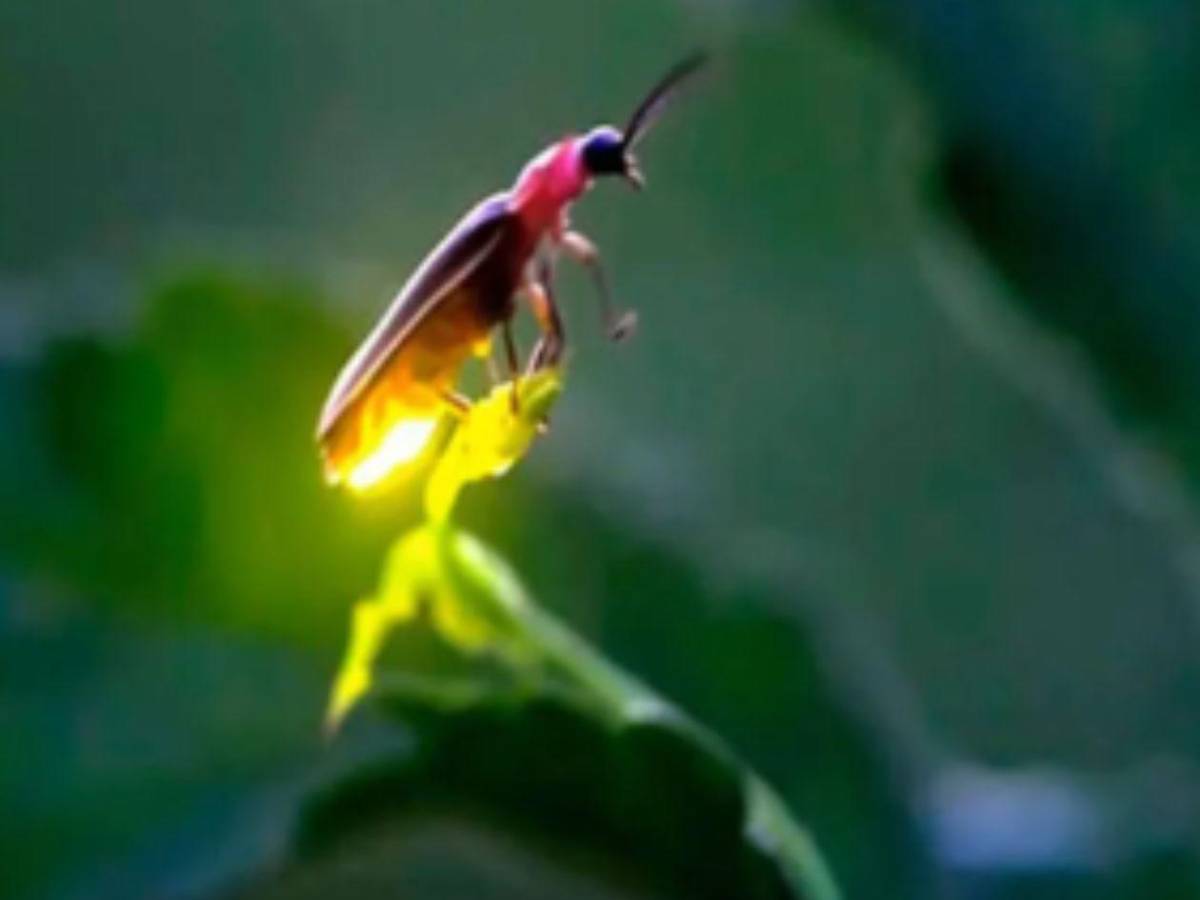 Luciérnagas al borde de la extinción: el mundo podría perder su luz