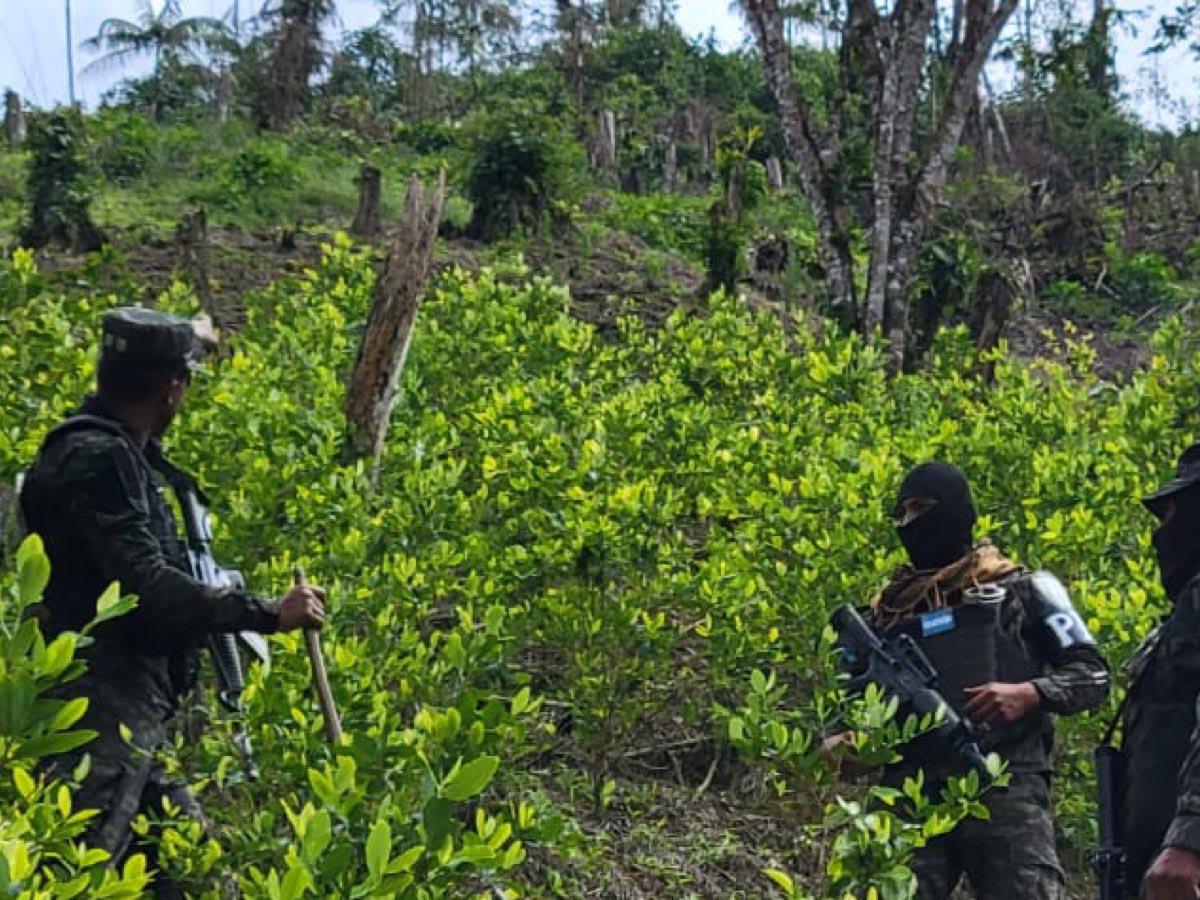 Destruyen plantación de hoja de coca y una narcolaboratorio
