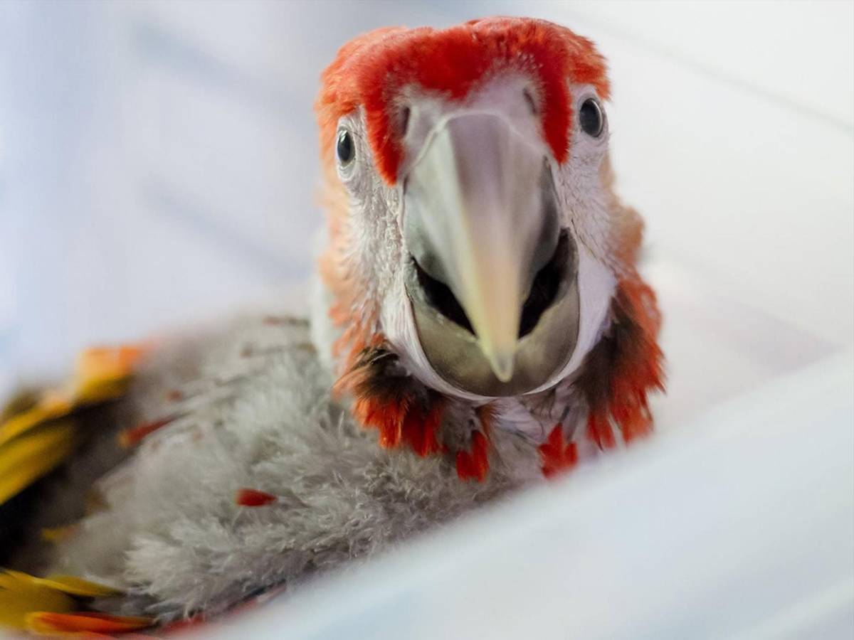 Del huevo al vuelo: el viaje de la guacamaya roja hacia la libertad