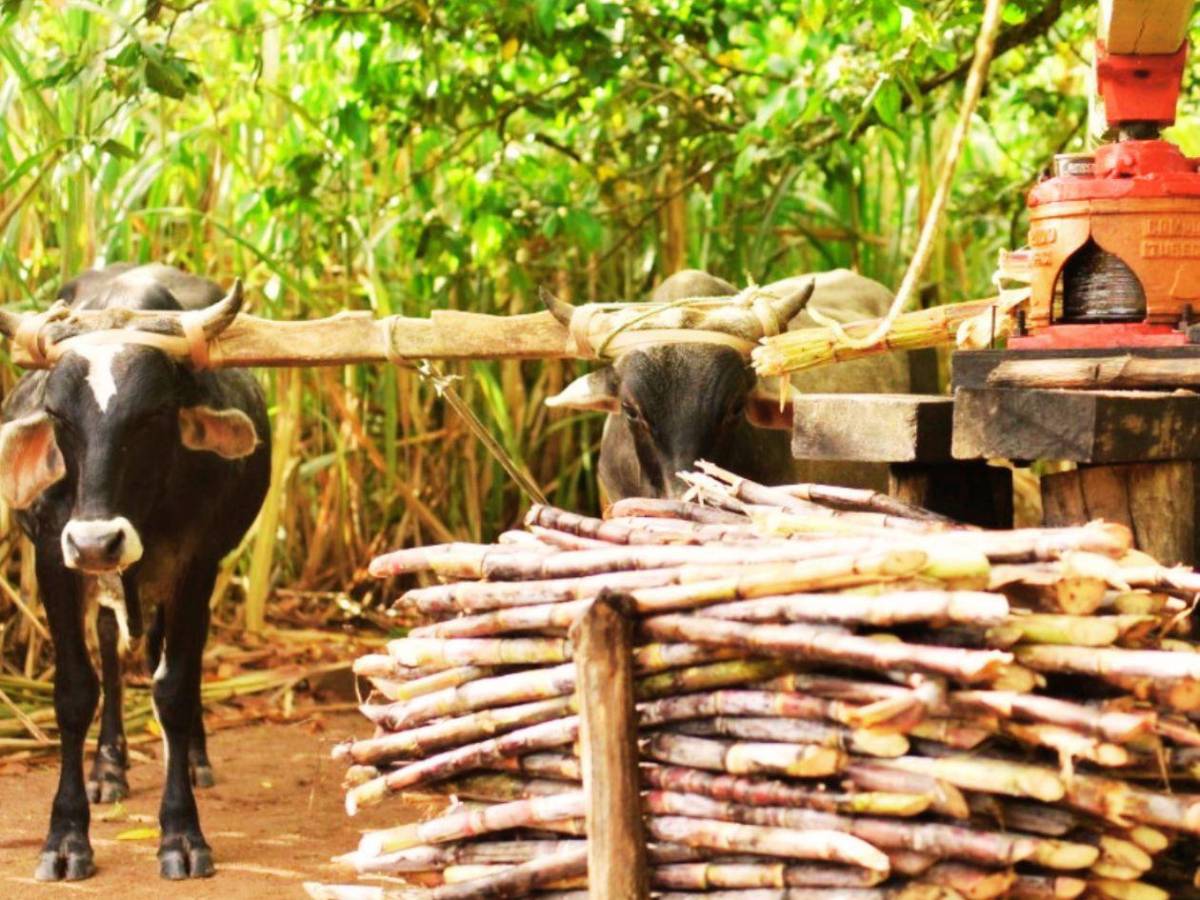 Un viaje al corazón de la tradición: un rincón auténtico de Gracias, Lempira