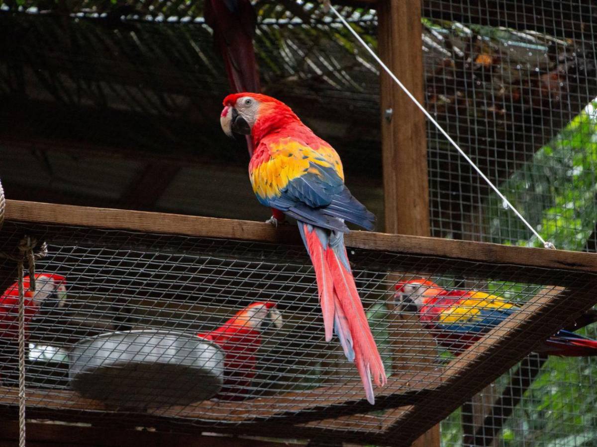 ¡Vuelen alto! Diez hermosas guacamayas vuelven a la vida silvestre en La Ceiba