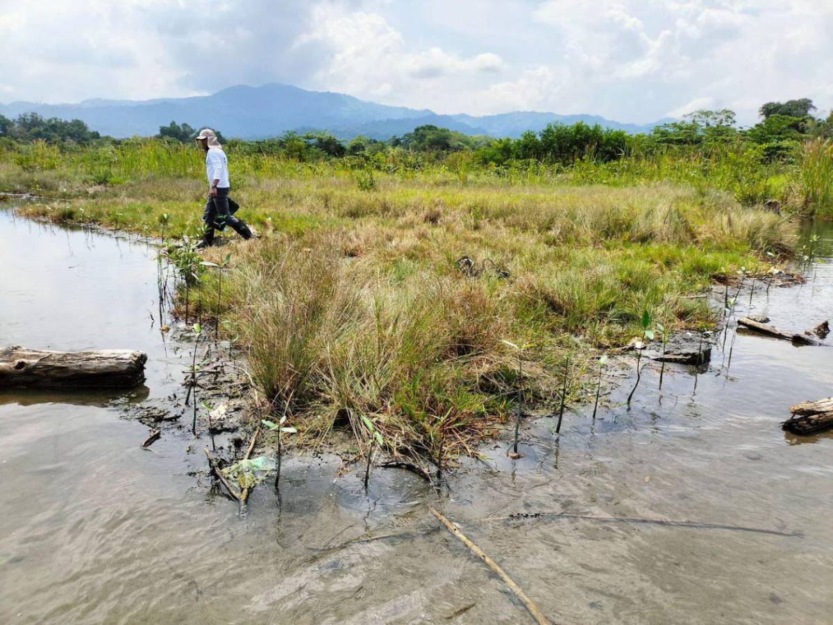 Regresa a la vida la laguna de Centeno con 37,000 mangles en Omoa