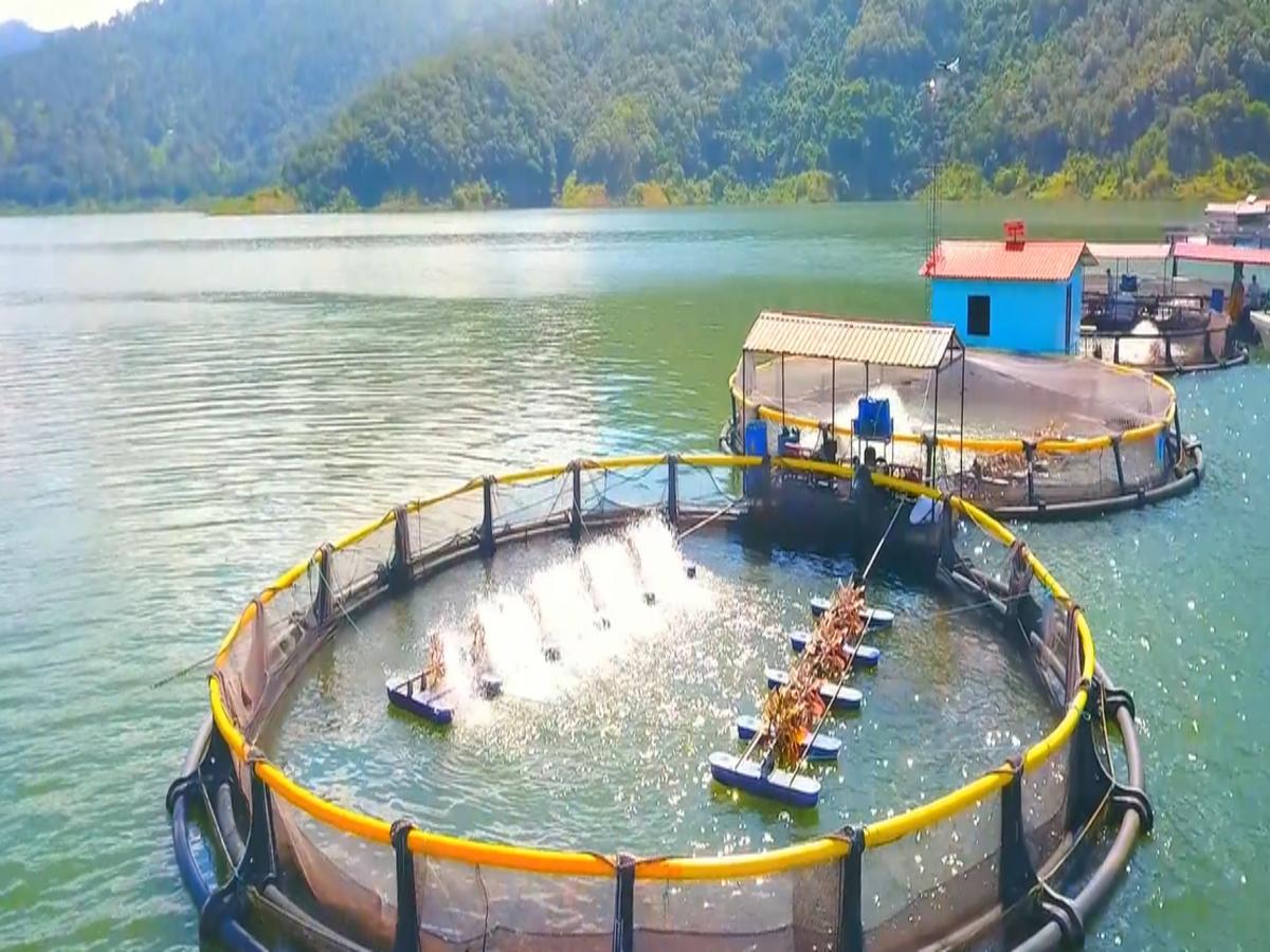 Así lucen algunas de las peceras de los módulos comunitarios de Santa Cruz de Yojoa.