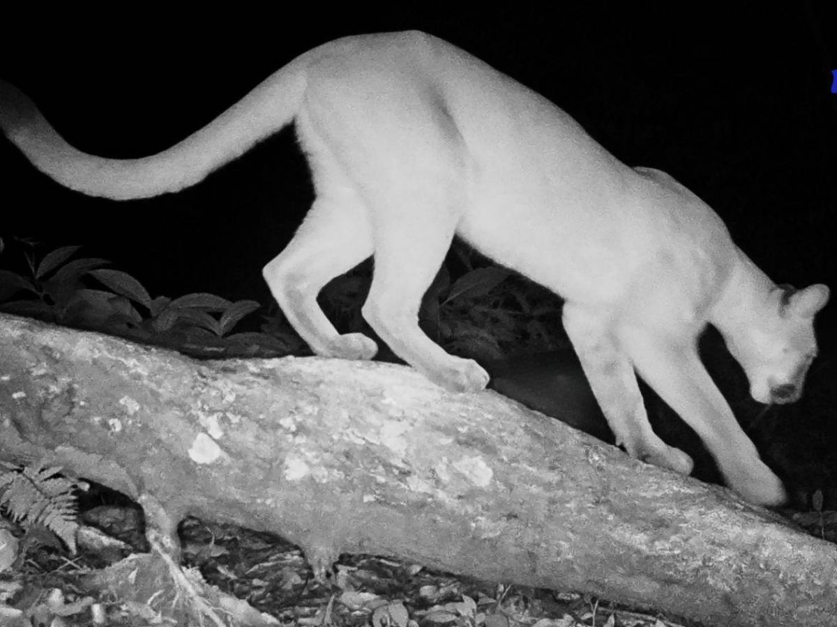 Los felinos y fauna silvestre más fotogénicos de Honduras