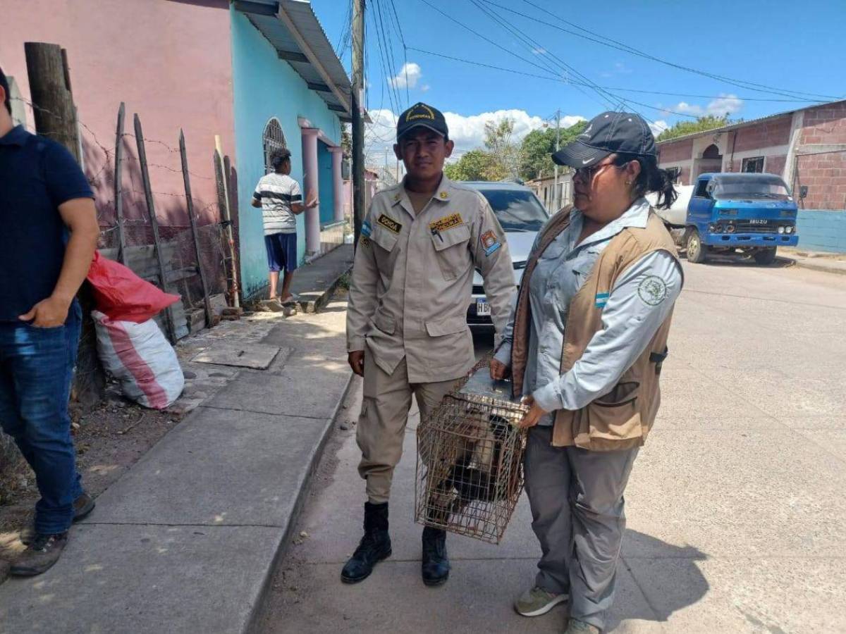 Hondureño halla a mono cepillándose los dientes en su casa