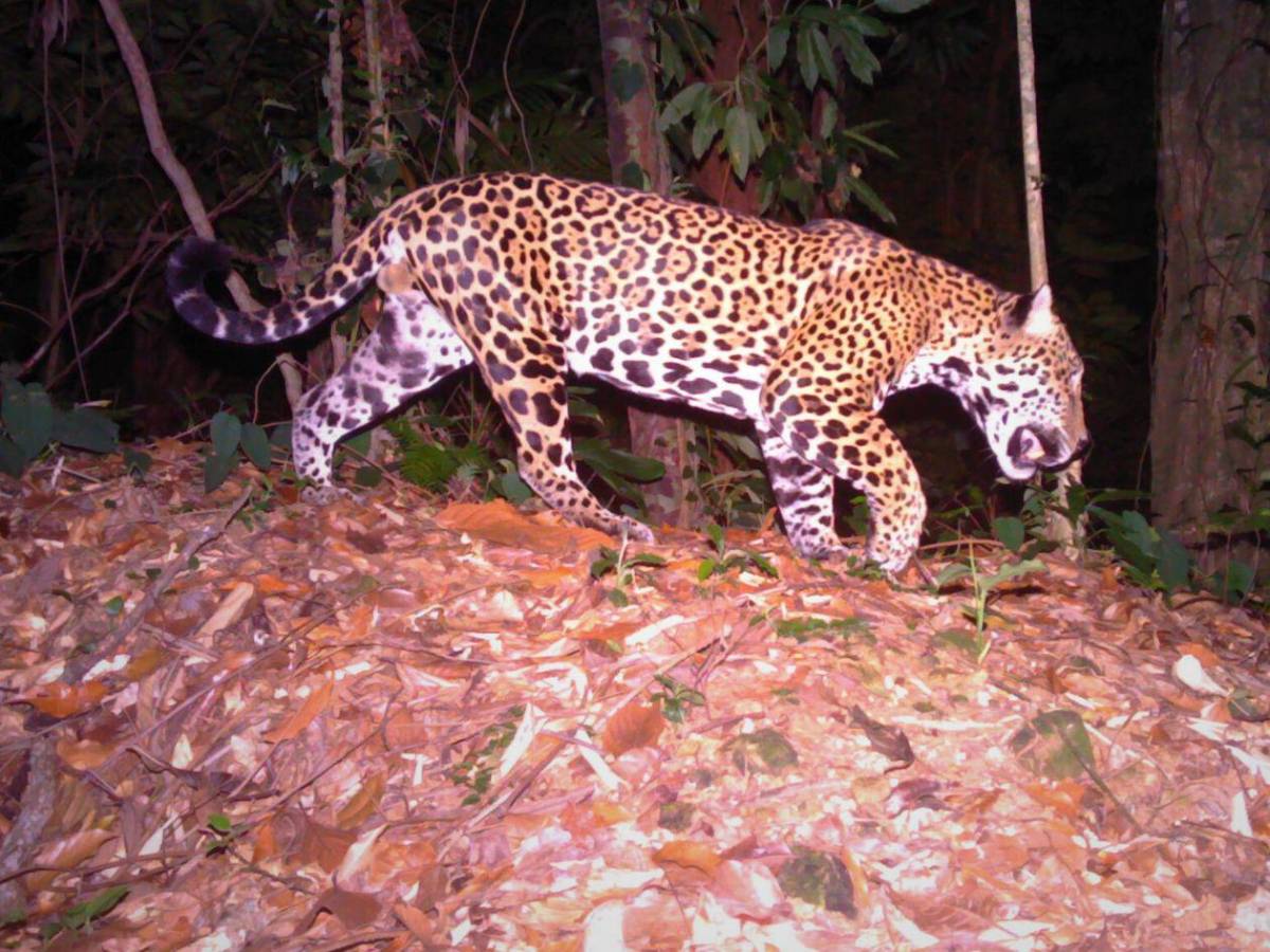 Los felinos y fauna silvestre más fotogénicos de Honduras