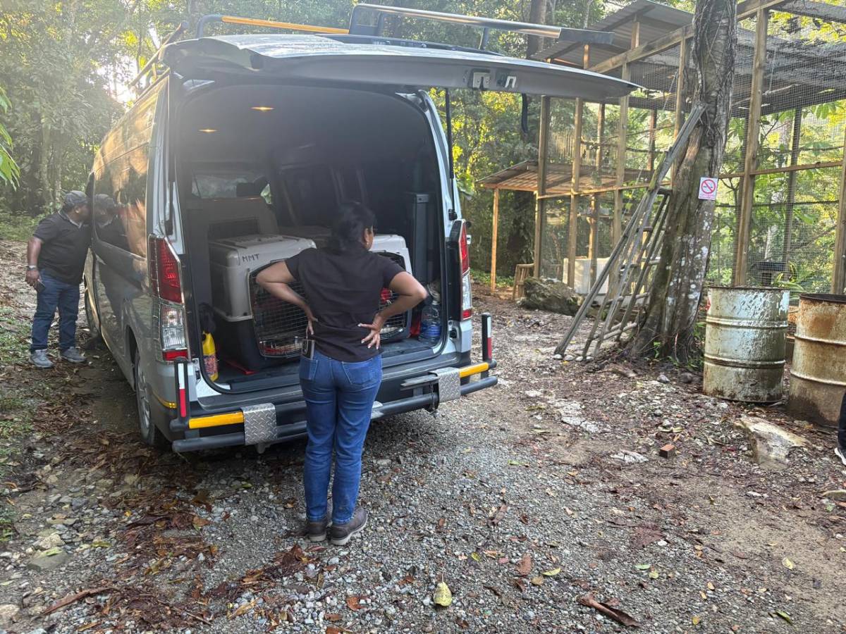 Llevan 16 guacamayas a la cuenca del río Cangrejal para ser liberadas