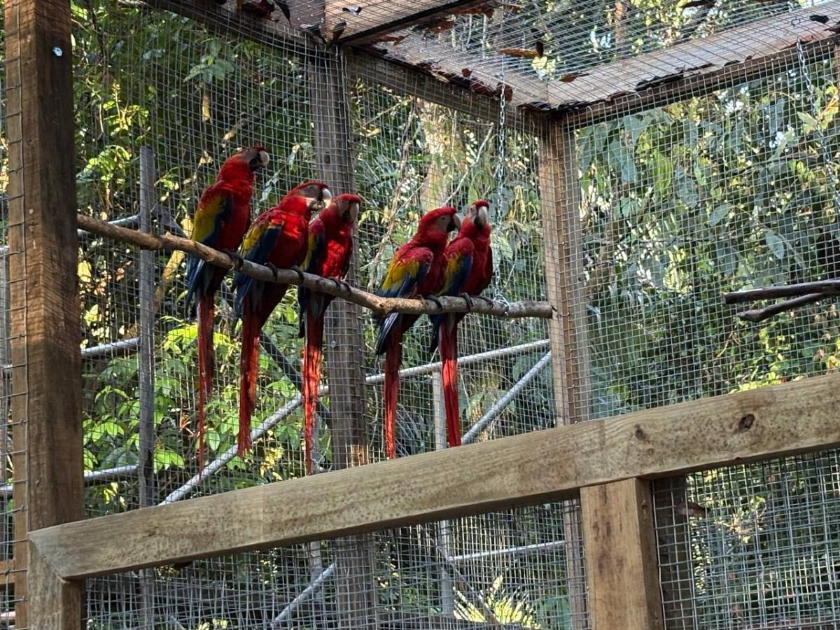 Llevan 16 guacamayas a la cuenca del río Cangrejal para ser liberadas